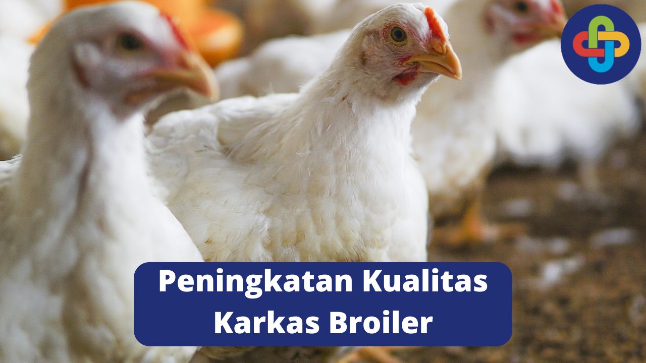 Efek Prebiotik terhadap Peningkatan Kualitas Karkas Broiler